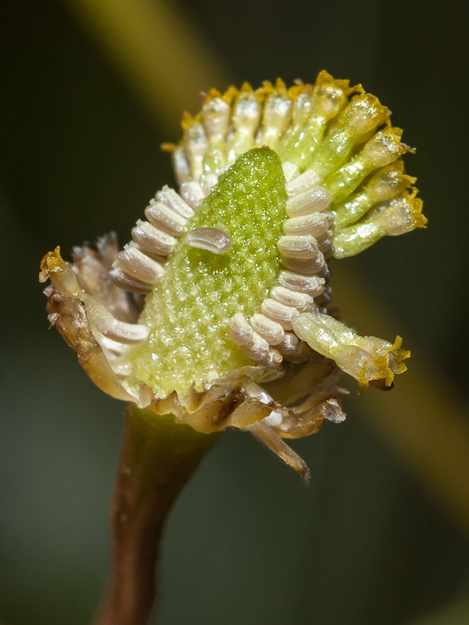 Matricaria chamomilla (e forse altro)